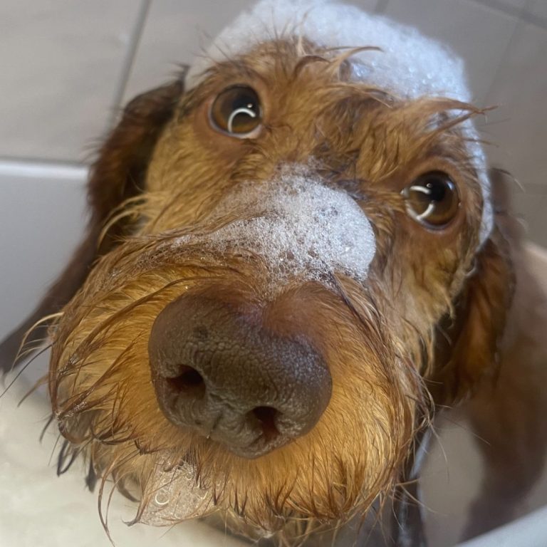 Mobile Hundefriesurin wascht Dachshund 