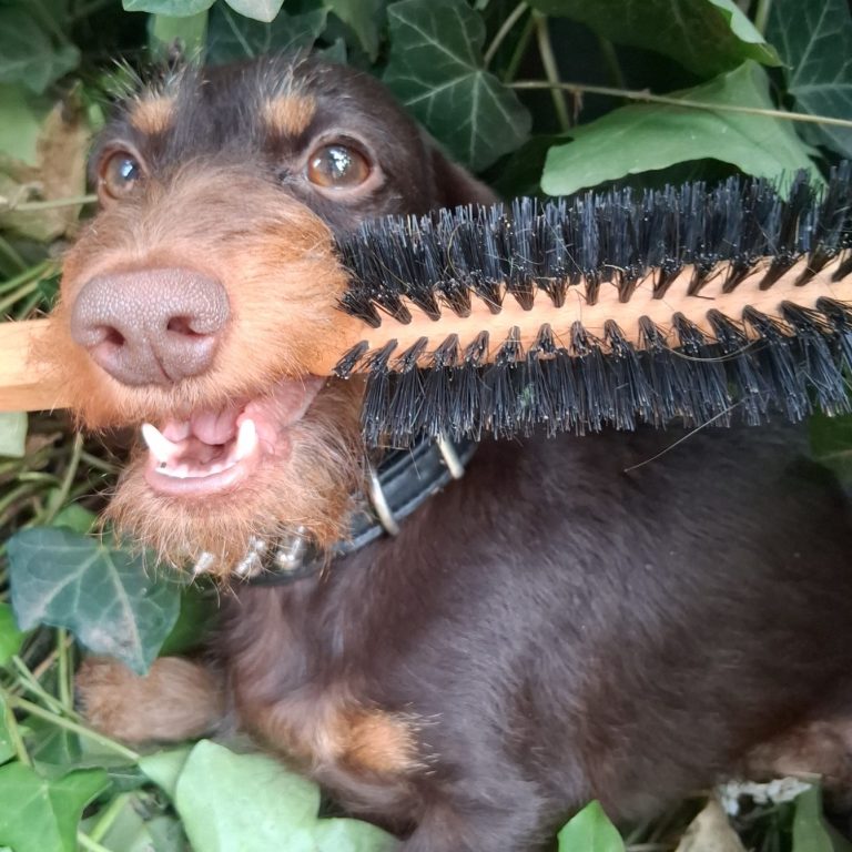 Dachshund mit Kämmer im Mund