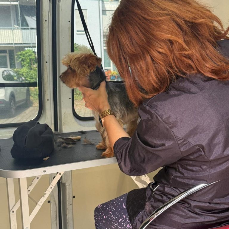 Mobile Hundefriseurin in Höchstadt schneidet einem Yorki das Fell