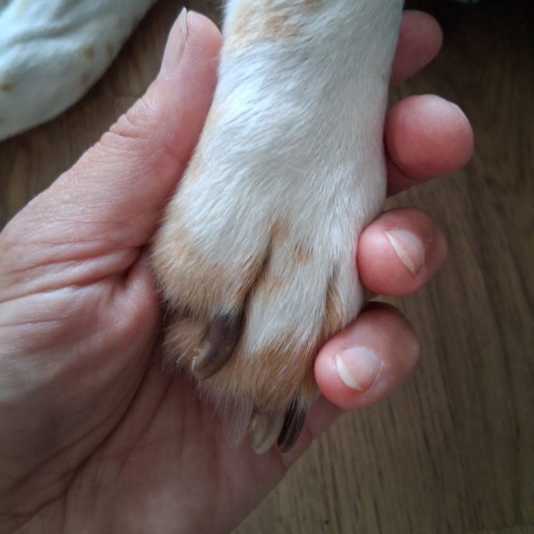 Mobile Hundefriseurin in Burgebrach schaut die Krallen von einem Hund an