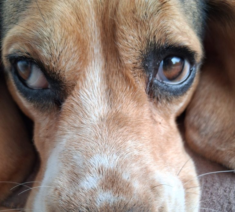 Das Gesicht von einem Beagle