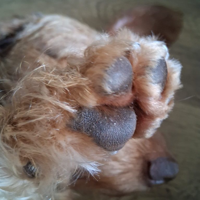 Pfoten von einem Hund