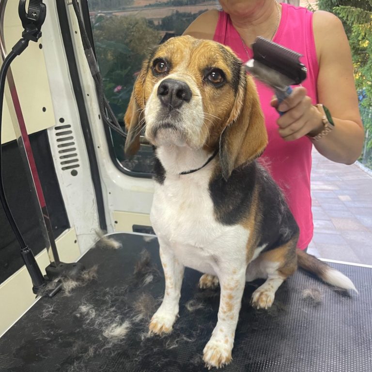Hundefrieseurin in Schlüsselfeld entfernt die Unterwolle eines Beagles